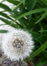 Make a Wish, On this perfect dandelion close-up Royalty Free Stock Photo