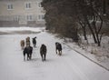 Makeevka, Ukraine - December, 24, 2014: Pack of stray dogs whose