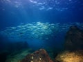 Makerel school of fish, Diving at the Sea o Cortez Baja Mexico