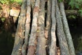 A makeshift bridge made of tree trunks. Tree trunks are used for crossing the river Royalty Free Stock Photo