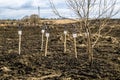 Makeshift crosses on the graves of Wehrmacht soldiers on military-Patriotic festival 