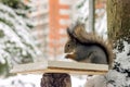 On a makeshift feeding trough sits a fluffy squirrel in a forest zone of a winter landscape Royalty Free Stock Photo