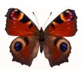 Makhaon butterfly