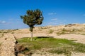 The Makhtesh Gadol, tree and grass in the spring, Negev desert, Israel Royalty Free Stock Photo