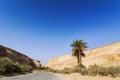 Makhtesh Ramon crater mountains view with road and palms - geological site in Negev desert Royalty Free Stock Photo