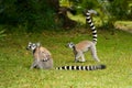 Maki, lemur of Madagascar