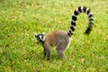 Maki, lemur of Madagascar Royalty Free Stock Photo