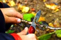 A boy with a knife cleans a stick in the forest. One child plays with a penknife Royalty Free Stock Photo