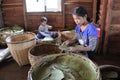 Making Burmese Cigars Royalty Free Stock Photo