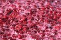 Making cherry jam berries