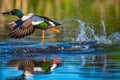 Making a dash for it Northern Shoveler duck dashes across the water to escape danger