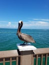 Making friends on the pier. Royalty Free Stock Photo