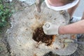 Making a hole in a tree stump to plant a flower Royalty Free Stock Photo