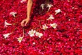 Making a Holy Week processional carpet of rose petals