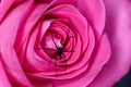 Making a home amongst the flowers. A photo of a spider above a red rose etc.