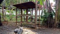 making a home bamboo chicken coop in the garden