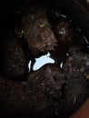 making home made compost using cow dung in plastic container. home made compost soil Royalty Free Stock Photo