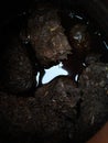 making home made compost using cow dung in plastic container. home made compost soil Royalty Free Stock Photo