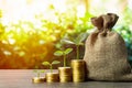 Making money and money investment, Savings concept. A plant growing on rising stack of coins with money bag and nature background Royalty Free Stock Photo