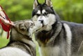 Making new buddies in the park. A cropped shot of two husky dogs greeting each other in a park.