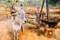 Making olive oil in Bagan. Royalty Free Stock Photo