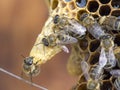 Making queen bee. European or Western honey bees apis mellifera on the honeycomb Royalty Free Stock Photo