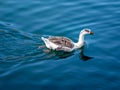 Making a reflection, single duck swimming in calm blue waters of lake