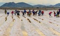 Making salt in Phan Rang Ninh Thuan Vietnam Royalty Free Stock Photo