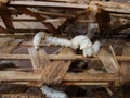 The making of silk - trays of silk worms Royalty Free Stock Photo
