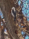 Making Sure the Nest is finished! Royalty Free Stock Photo