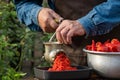 Preparation of homemade sauce with a sweet bell peppers, hot pepper chilli with a grinding machine. Man grinding red peppers on ol