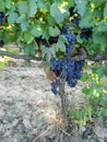 Making wine... Vineyards in sunshine In Italy  with grapes Royalty Free Stock Photo