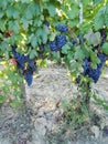 Making wine... Vineyards in sunshine In Italy  with grapes Royalty Free Stock Photo