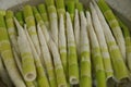 Makino bamboo shoots. Royalty Free Stock Photo