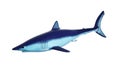 A mako shark