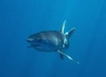 Mako Shark Isurus oxyrinchus