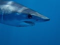 Mako Shark Isurus oxyrinchus Royalty Free Stock Photo