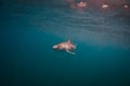 Mako Shark in Open Ocean