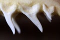 Mako shark teeth