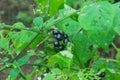 makoi or black nightshade or solanium nigrum Royalty Free Stock Photo