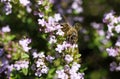Makro close up of blooming thyme bush thymus vulgaris with isolated bee pollinating