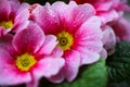 Makro close up of isolated wet pink and white flower blossoms with rain drops - primrose, primula acaulis selective focus Royalty Free Stock Photo