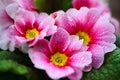 Makro close up of isolated wet pink and white flower blossoms with rain drops - primrose, primula acaulis selective focus Royalty Free Stock Photo