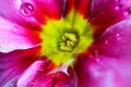 Makro close up of isolated wet pink and white flower blossoms with rain drops - primrose, primula acaulis selective focus Royalty Free Stock Photo