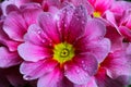 Makro close up of isolated wet pink and white flower blossoms with rain drops - primrose, primula acaulis selective focus Royalty Free Stock Photo