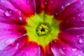 Makro close up of isolated wet pink and white flower blossoms with rain drops - primrose, primula acaulis selective focus Royalty Free Stock Photo