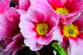 Makro close up of isolated wet pink and white flower blossoms with rain drops - primrose, primula acaulis selective focus Royalty Free Stock Photo