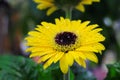 Makro close up of isolated yellow wet flower blossom with water drops - gerbera daisy selective focus Royalty Free Stock Photo