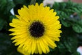 Makro close up of isolated yellow wet flower blossom with water drops - gerbera daisy selective focus Royalty Free Stock Photo