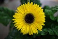 Makro close up of isolated yellow wet flower blossom with water drops - gerbera daisy selective focus Royalty Free Stock Photo